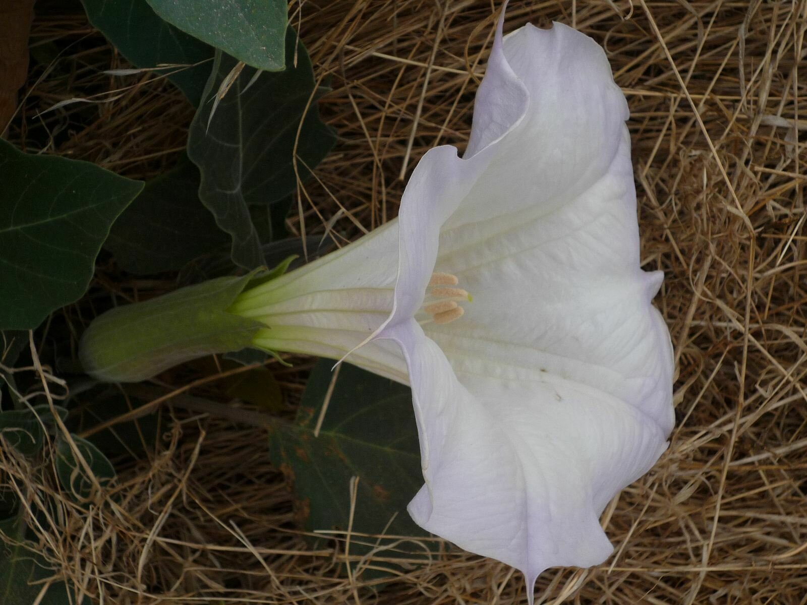 High Resolution Datura wrightii Flower